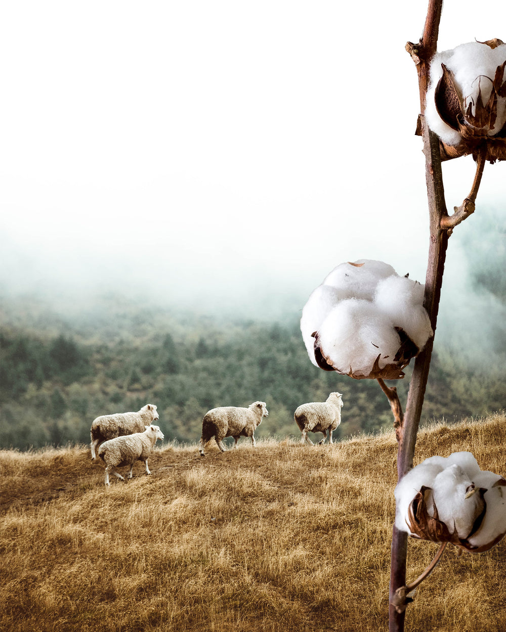 What's Better: Merino or Cotton T-Shirts? Unraveling the Debate!