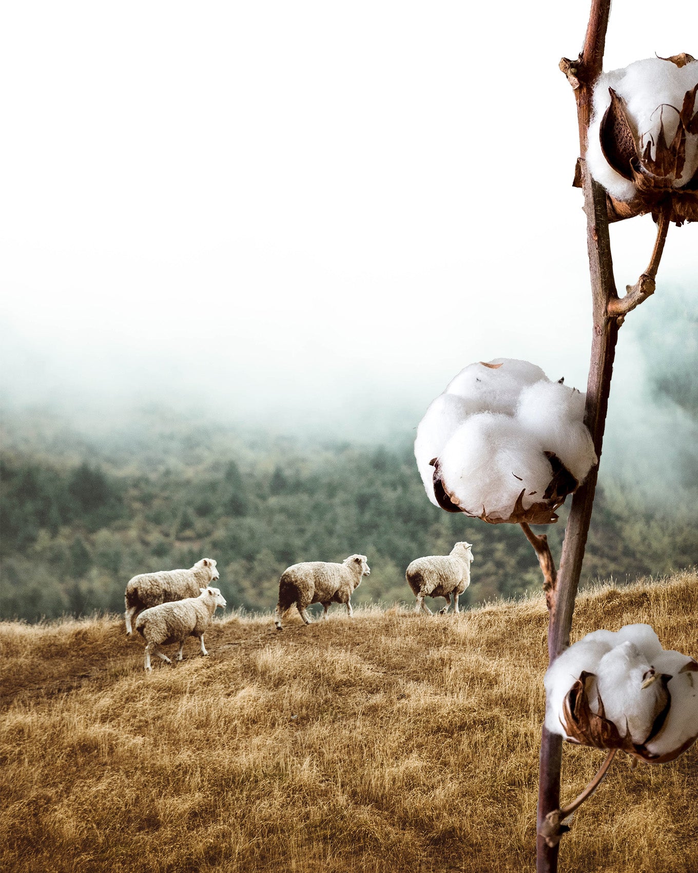 What's Better: Merino or Cotton T-Shirts? Unraveling the Debate!
